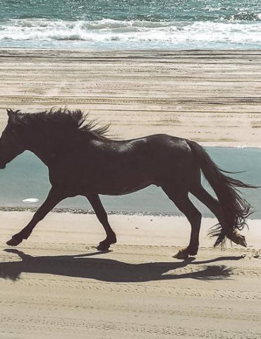 wild horse running along glittering beach - 12 Things to Know About Corolla Outer Banks