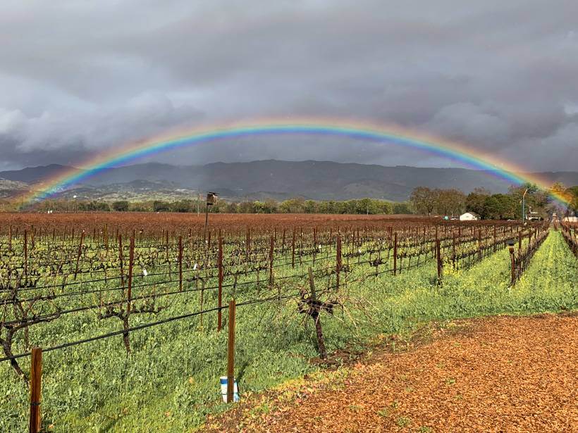 rainbow over biale vineyard - wineries to visit in napa