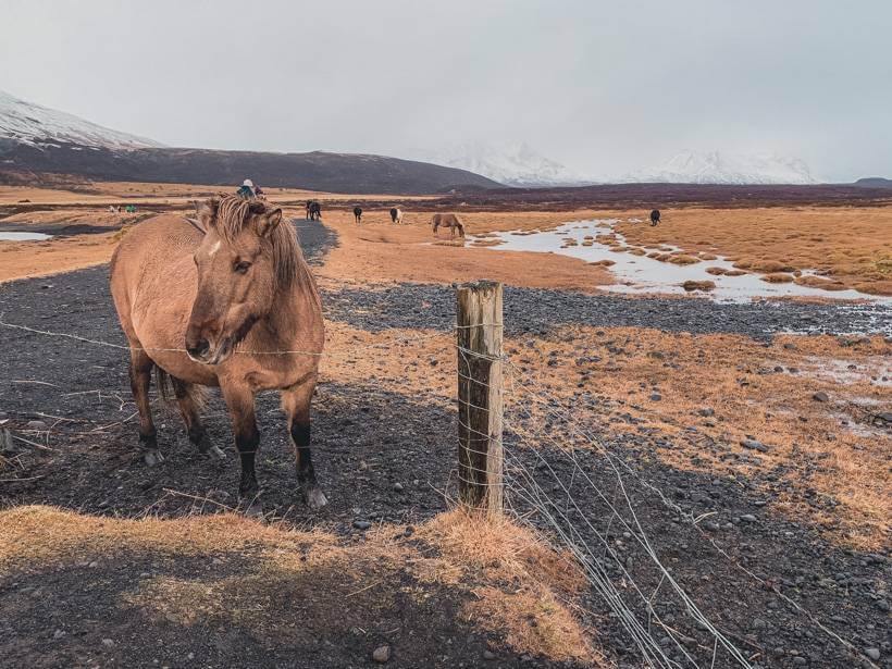 Group of Icelandic horses grazing in orangey grasses of Golden Circle