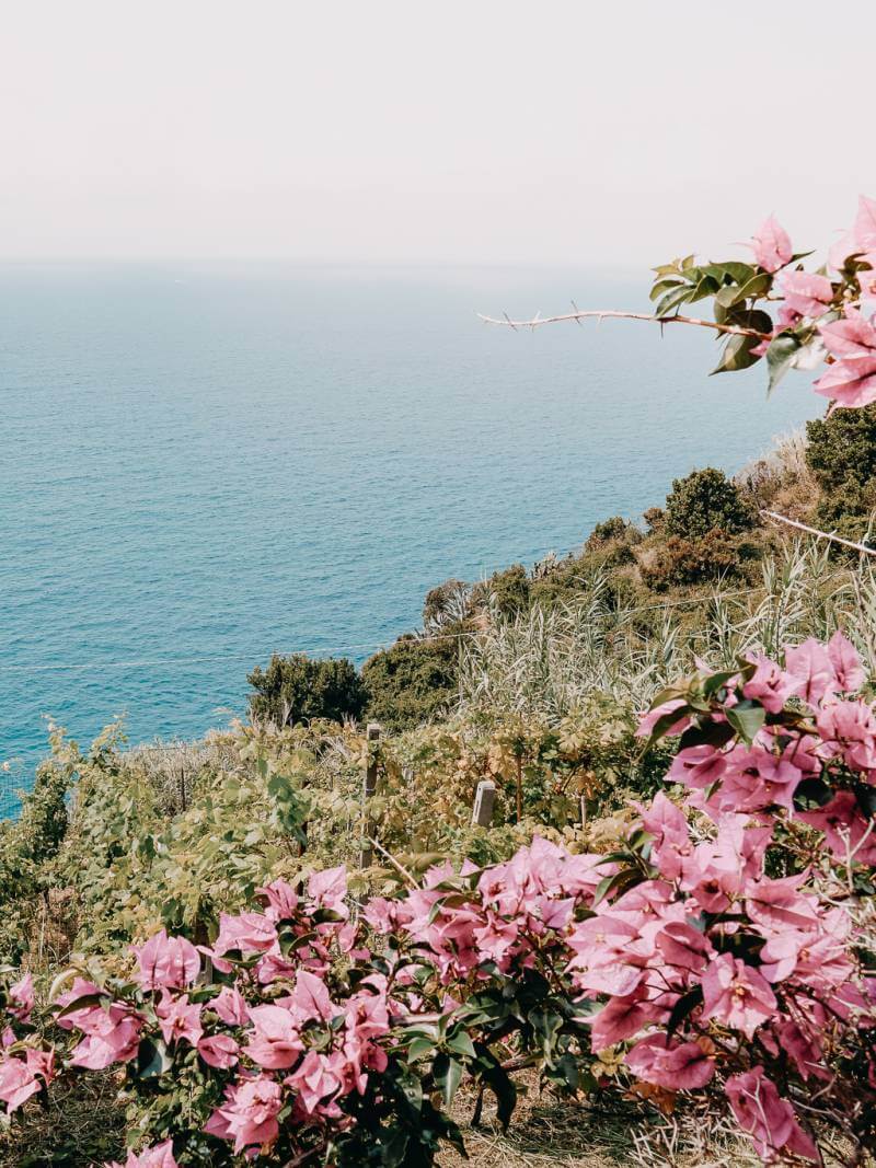 pink flowers on vineyard covered hill by the sea