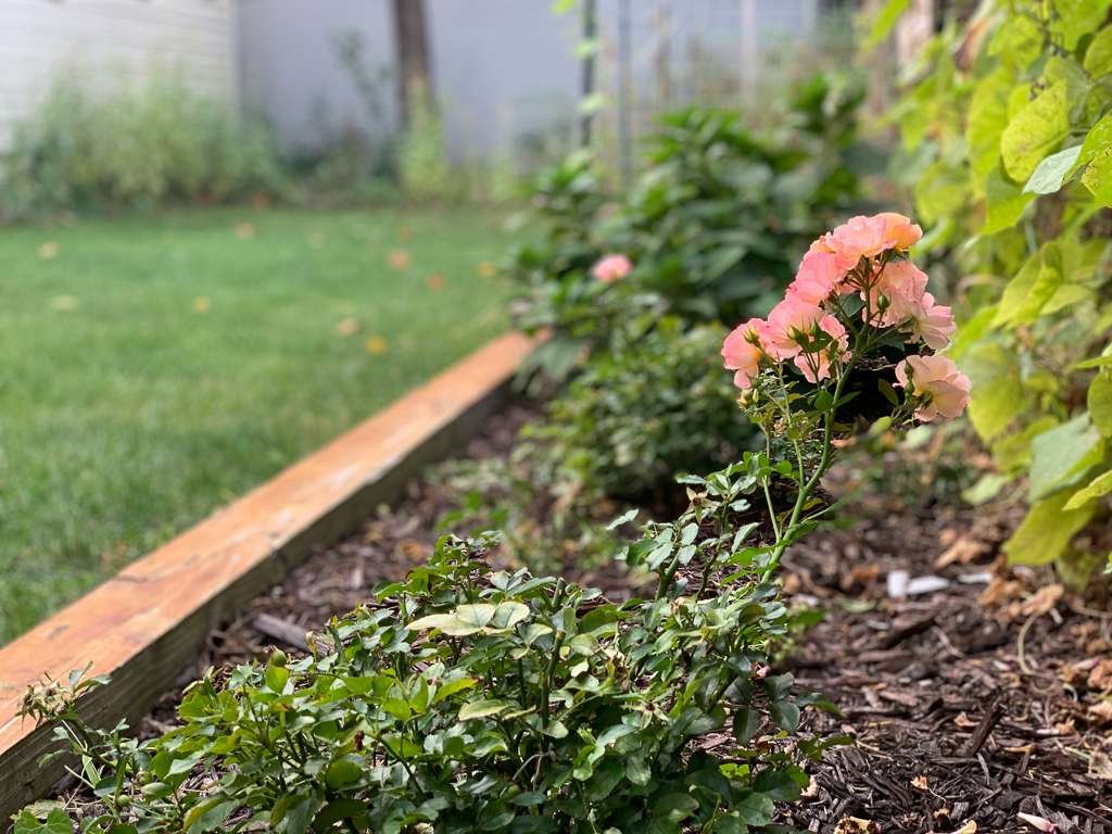 pink roses in front of garde and green yard