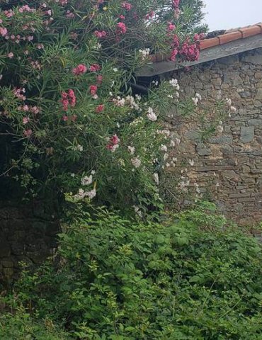 brunette girl in gray tanktop in front of stone building surrounding by flowering greenery