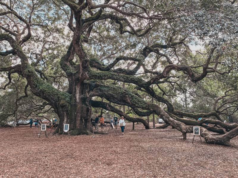 humongous angel oak tree - romantic things to do in Charleston SC