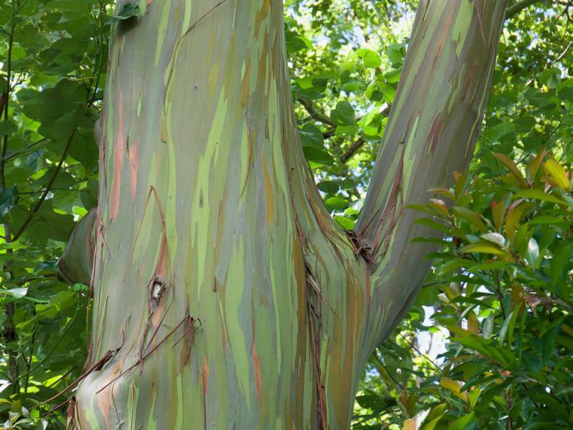 rainbow eucalyptus tree in maui