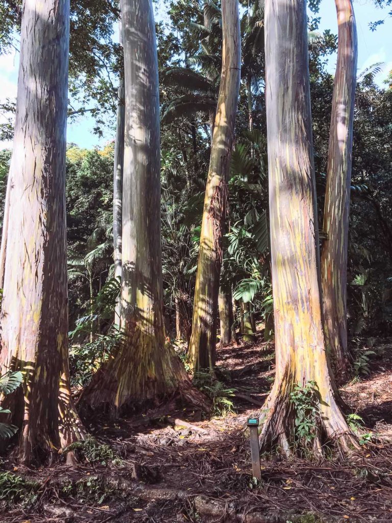 gorgeous colorful tree bark off road to hana in maui