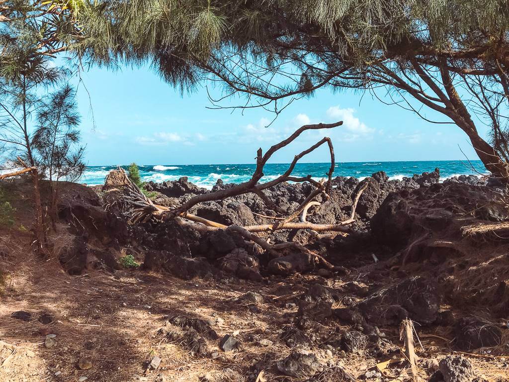 sparkling blue water beyond brown trees and a dirt path