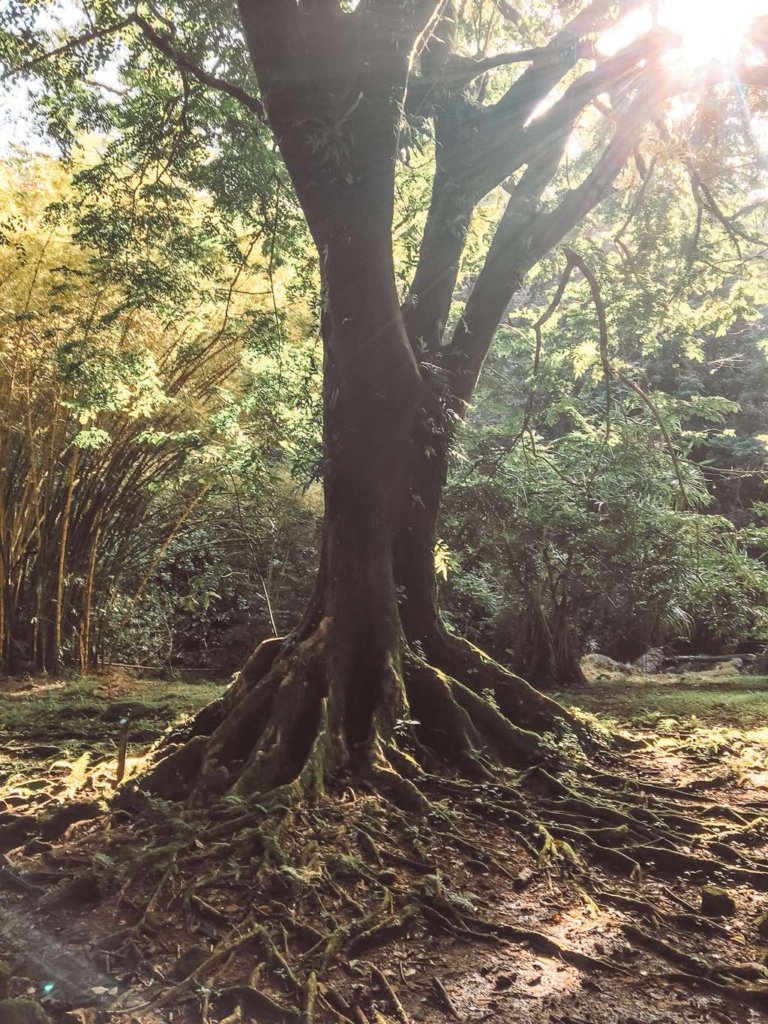 tree with large roots on road to hana