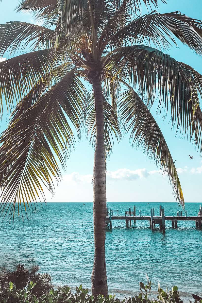 Sunset Key Palm Tree - Beach Playlist