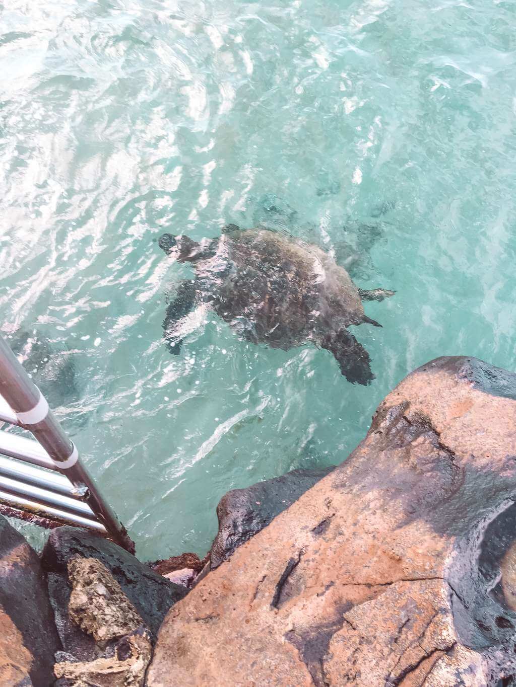 sea turtles in turquoise water 2