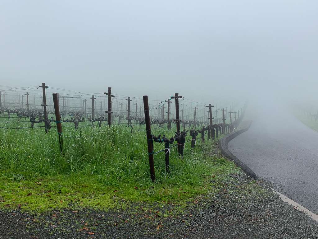 vineyard shrouded in fog at Cade Estate Winery