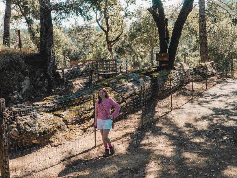 Girl standing beside ancient petrified tree - Napa Valley weekend itinerary