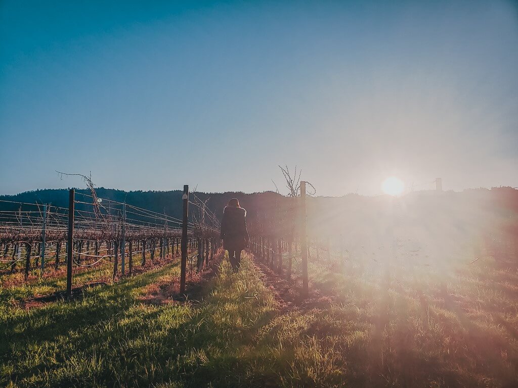 wine walking towards the sunset in a vineyard row in Napa Valley