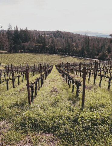 howell mountain vineyard in napa valley on a budget