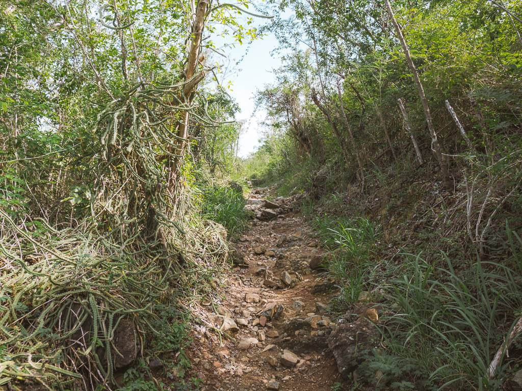Dirt path on the Lind Point Trail in St John USVI