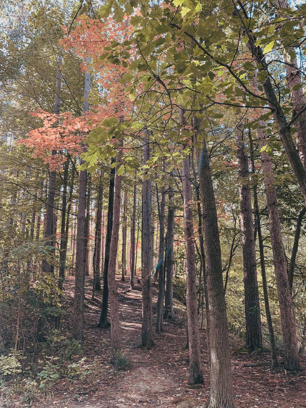 colorful skinny tall trees in woods