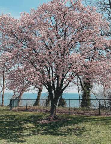 Cherry tree in full pink bloom at Lakewood Park
