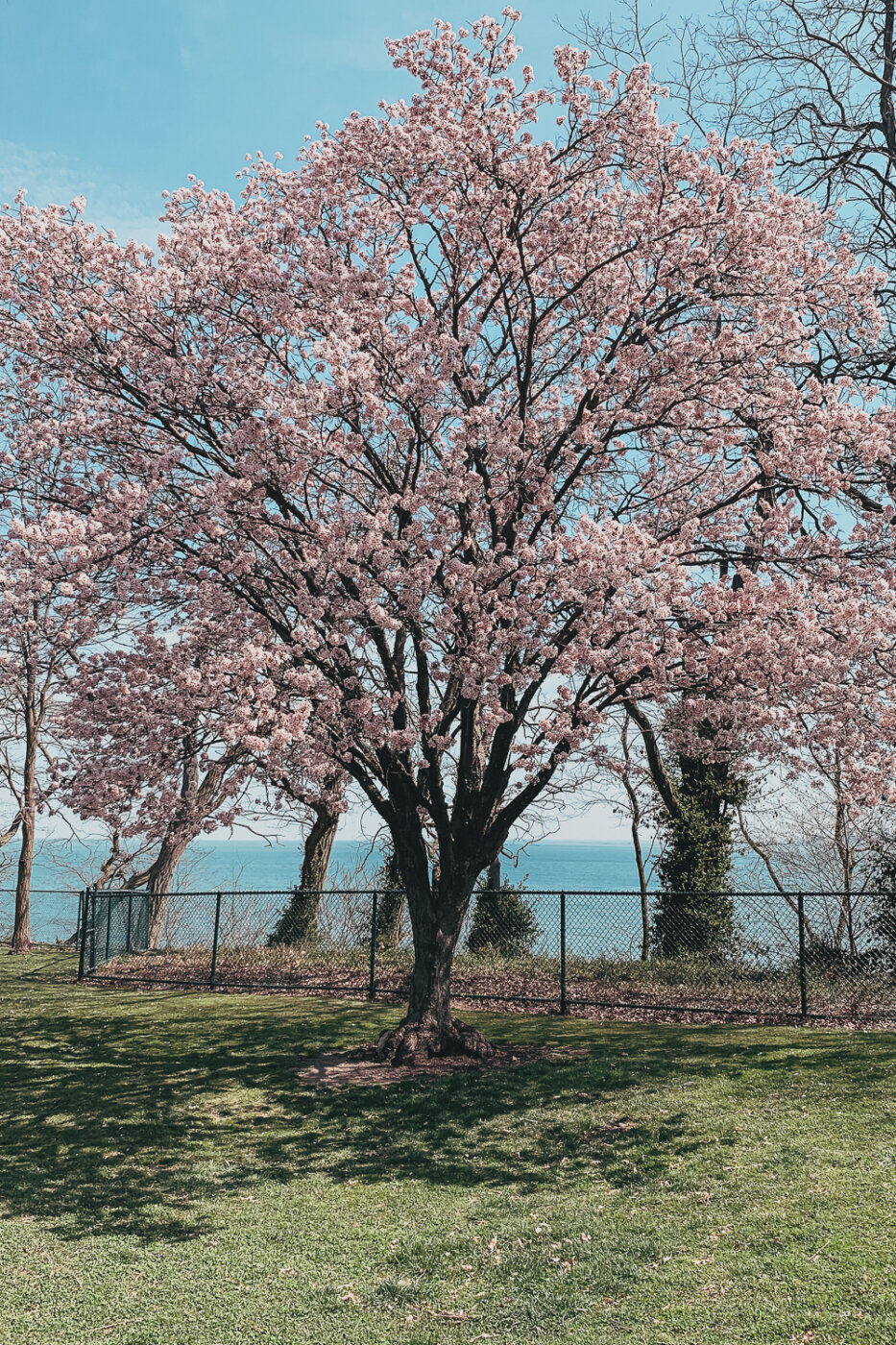 Cherry tree in full pink bloom at Lakewood Park