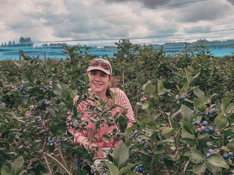 Girl in pink striped sweatshirt picking blueberries under blue mesh tent