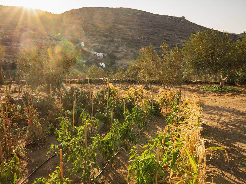 vegetable garden at Saint Anna Winery in Naxos