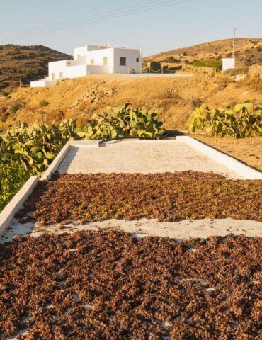 Grapes drying on roof of Saint Anna Winery in Naxos