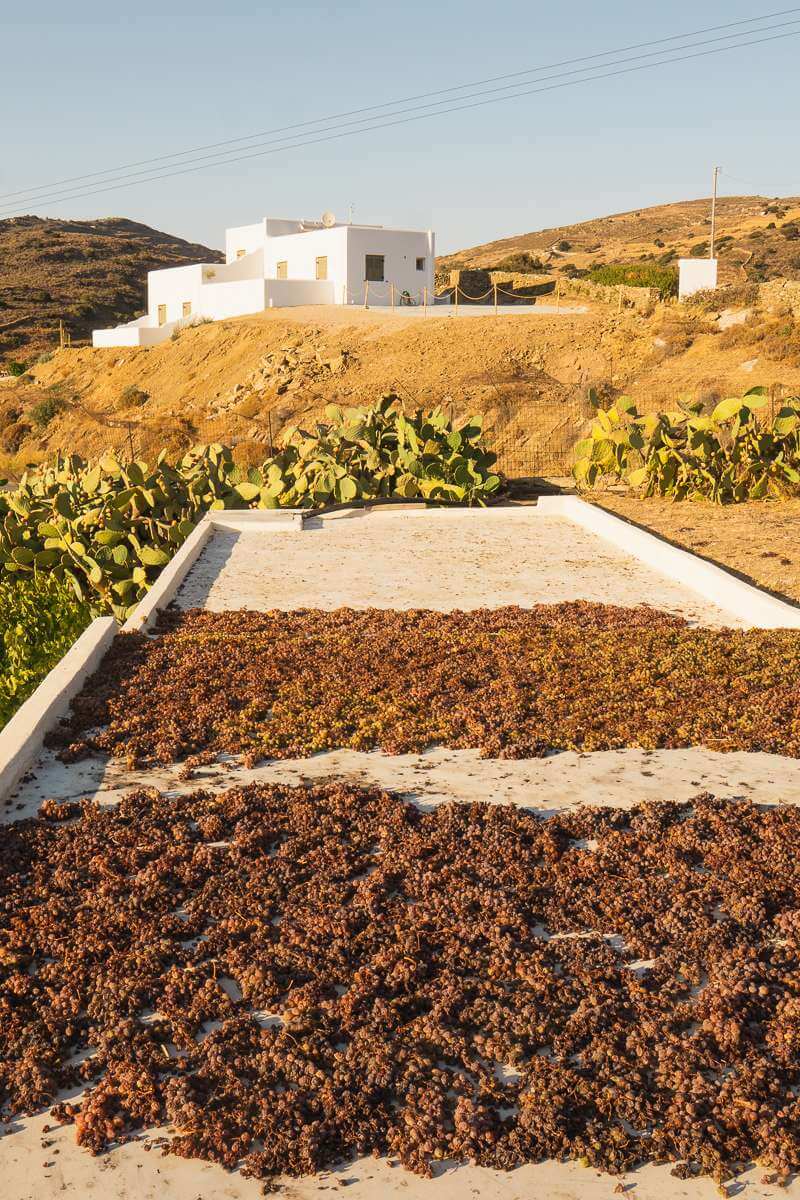 Grapes drying on roof of Saint Anna Winery in Naxos