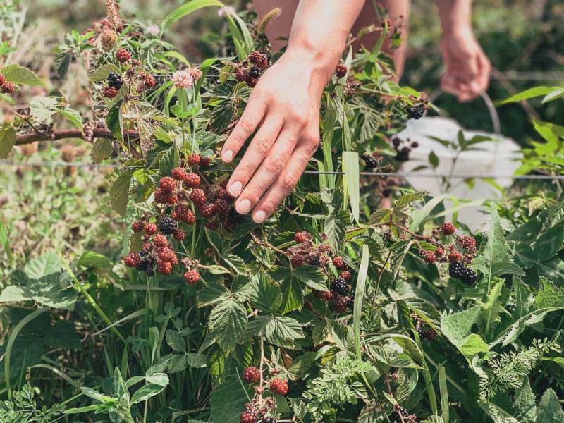 close up of picking blackberries off of leafy green bushes