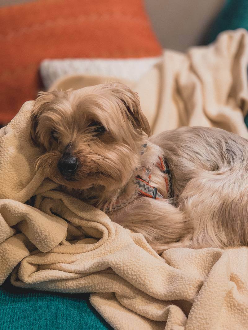 tan and gray yorkie dog laying on blanket on blue couch