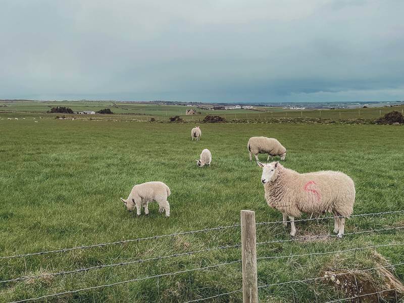 Lambs grazing on Antrim Coast in Northern Ireland