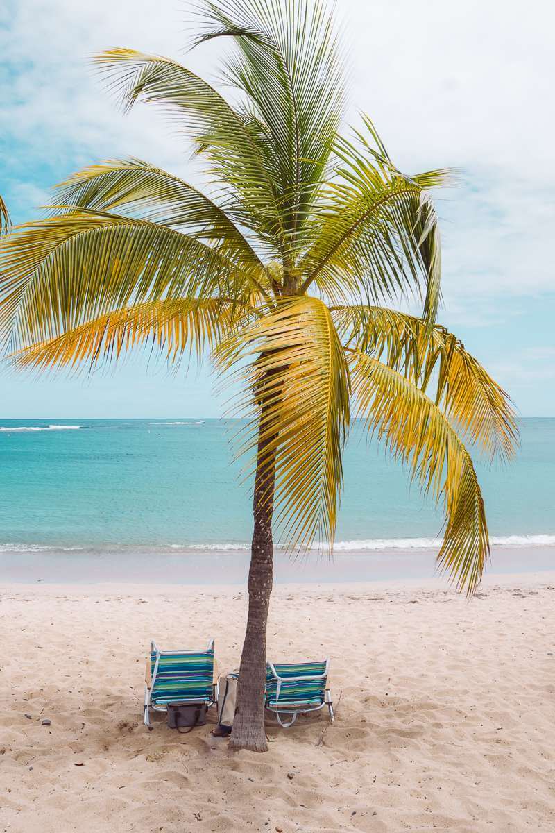 palm tree at mermaid beach - things to do in st croix usvi