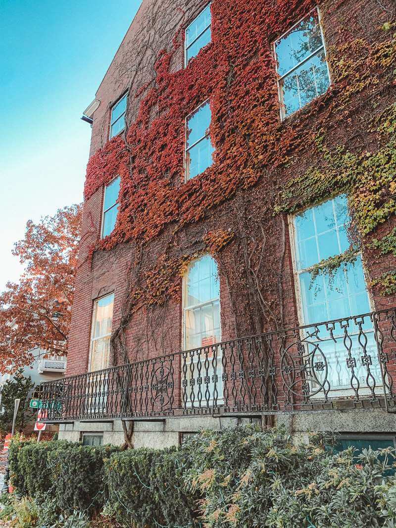 Colorful fall vine covering brick facade - trip to Salem MA