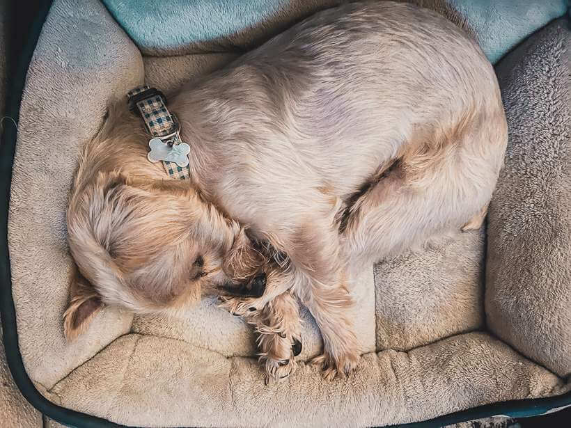 Small yorkie curled up in dog bed