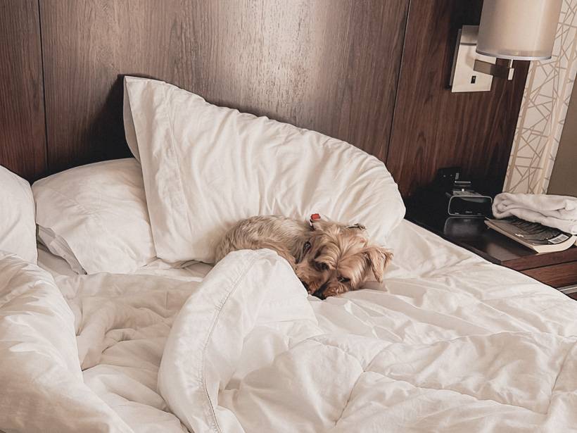 Bennie the rescue Yorkie napping in a bed with white sheets and covers
