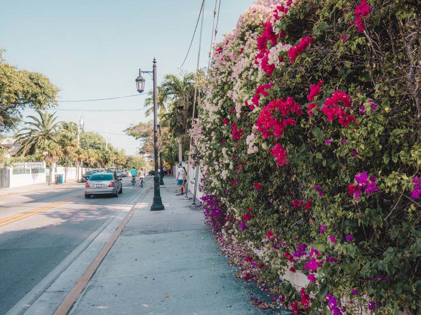 Flowers lining a walkable neighborhood street in Key West