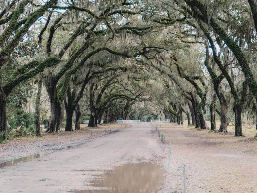 giant live oaks leading to Wormsloe Historic Site