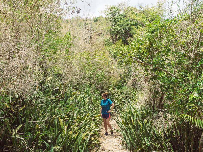 A section with bright green tropical plants near the parking lot of the Brown Bay Trail