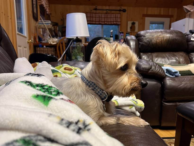 Yorkie with floppy ears laying next to fleece blanket on brown leather couch inside a cabin