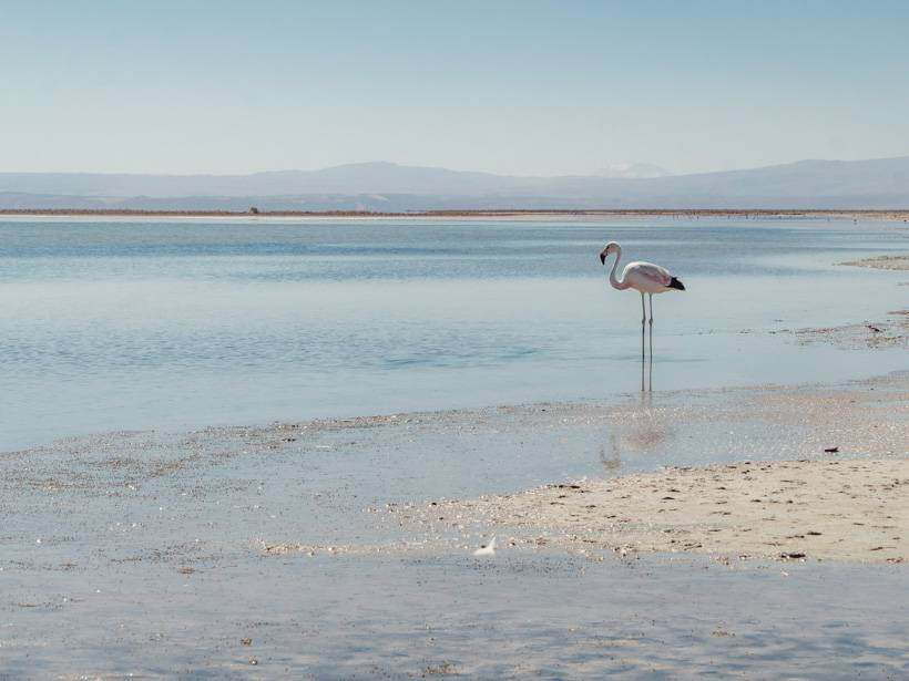Flamingo standing alone in the washed out blue waters of Laguna Chaxa - Chile packing list