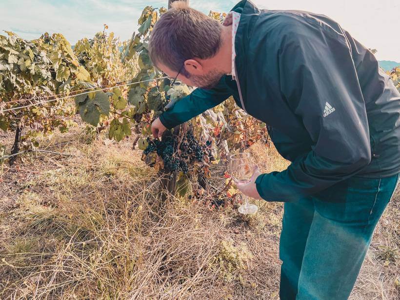 Man picking a grape off vine in vineyard in Chile's Central Valley wine region