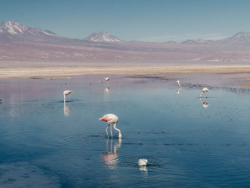 Five flamingos feeding at Laguna Chaxa in the Atacama Desert