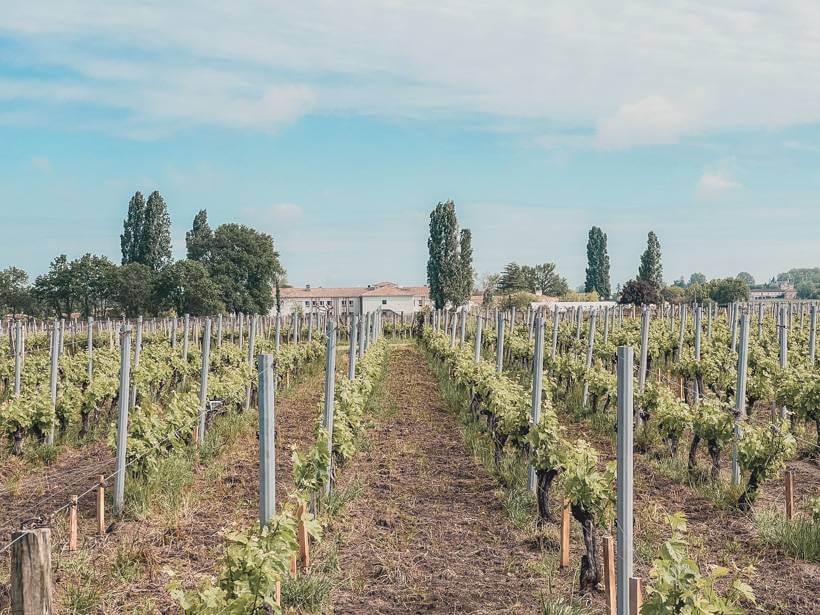 Rows of grape vines leading towards chateau in France
